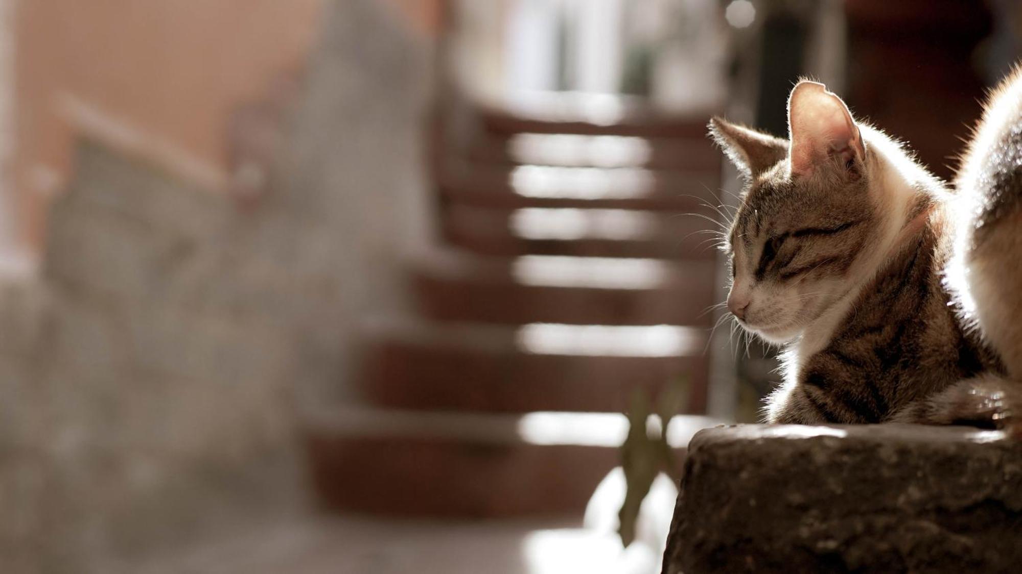 شقة Casa Nel Borgo Dei Gatti سيتارا المظهر الخارجي الصورة